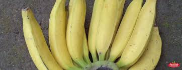 banana plant